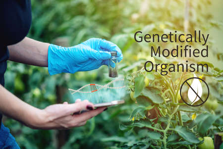 Woman scientist genetic engineer with a tablet testing the plant for the presence of genetic modification. GMO products and organismsの写真素材