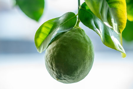 Green ripe raw lime with leaves on a tree branch closeup . The concept of growing fresh citrus fruit