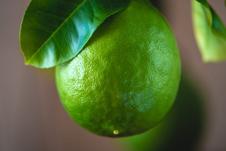 Green ripe raw lime with leaves on a tree branch closeup . The concept of growing fresh citrus fruit