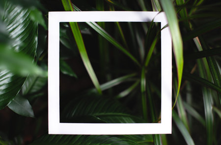 Square frame on the background of green leaves of tropical plants. The concept of a postcard on the...