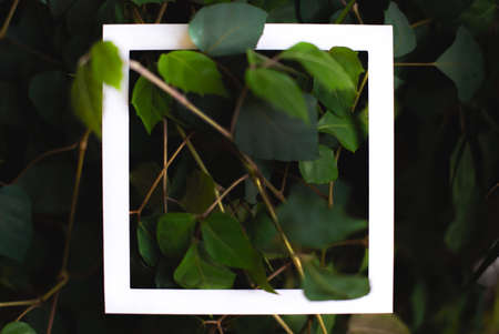 Square frame on the background of green leaves of tropical plants. Text frame. Concept of a postcard on the theme of nature and the environmentの写真素材