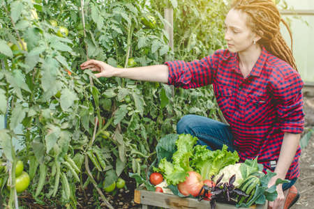 A young woman farmer agronomist collects fresh vegetables tomatoes in a greenhouse. Organic raw products grown on a home farmの写真素材