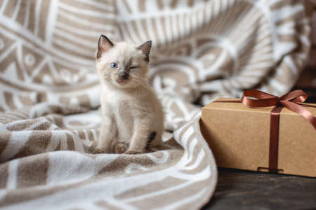 Fluffy cute kitten playing with gift on a soft blanket. Little cat looking at the box tied with a ribbon. Taking care of our little Petsの写真素材