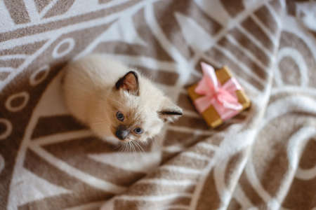 Fluffy cute kitten playing with gift on a soft blanket. Little cat looking at the box tied with a ribbon. Taking care of our little Petsの写真素材