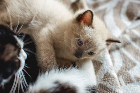 Mother cat hugs her cute fluffy little kitten lying on the blanket. Maternal care and love of Pets