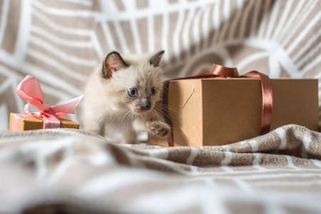 Fluffy cute kitten playing with gift on a soft blanket. Little cat looking at the box tied with a ribbon. Taking care of our little Petsの写真素材
