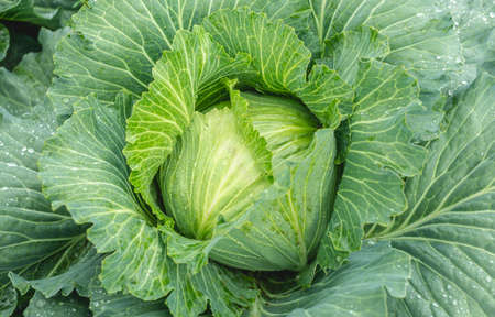 Fresh raw cabbage in the garden close upの写真素材