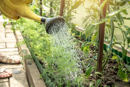 Person is watering green tomato plants in a greenhouse using a watering can. Concept of caring for plants and growing healthy vegetables.の写真素材