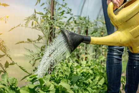 Person is watering green tomato plants in a greenhouse using a watering can. Concept of caring for plants and growing healthy vegetables. Closeup.の写真素材