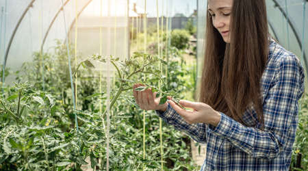 Young gardener woman is carefully holding and examining the leaves of tomatoes in the greenhouse. Concept of caring for plants and gardening.の写真素材