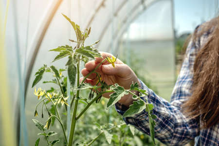 Young gardener woman is carefully holding and examining the yellow flower of tomatoes in the greenhouse. Concept of caring for plants and gardening.の写真素材