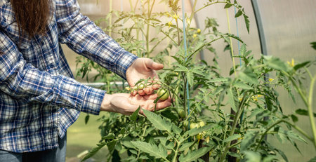 Woman gardener is carefully holding in her hands and examining the still unripe tomatoes in the greenhouse. Concept of caring for plants and growing healthy organic vegetables.の写真素材