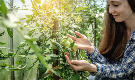 Woman gardener is carefully holding in her hands and examining the still unripe tomatoes in the greenhouse. Concept of caring for plants and growing healthy organic vegetables.の写真素材