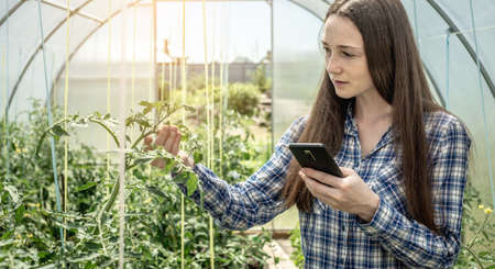Woman with a phone in her hand is carefully holding and examining the green leaves of tomatoes in the greenhouse.の写真素材