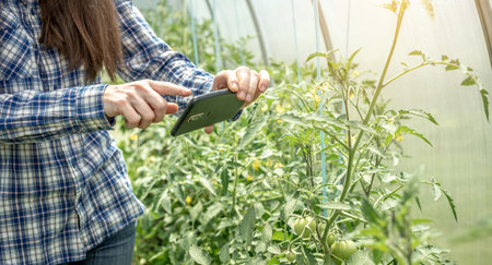 Woman is taking pictures of first green fruits of tomatoes in a greenhouse with a phone camera.の写真素材