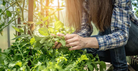 Woman is harvesting a healthy organic green arugula in a greenhouse. Concept of gardening and growing healthy fresh food.の写真素材