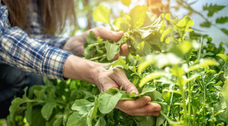 Woman is harvesting a healthy organic green arugula in a greenhouse. Concept of gardening and growing healthy fresh food. Closeup.の写真素材