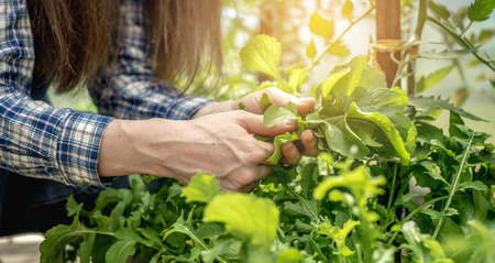 Woman is harvesting a healthy organic green arugula in a greenhouse. Concept of gardening and growing healthy fresh food. Closeup.の写真素材
