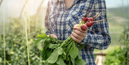 Woman is holding in her hands the newly harvested first crop of radishes from her greenhouse. Concept of growing healthy organic vegetables, hobby.の写真素材