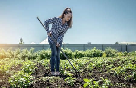 Young gardener woman is weeding weeds on a potato plantation with a hoe. Concept of gardening, plant care, growing healthy vegetables.の写真素材