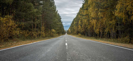 A flat, empty asphalt road along an autumn forest with golden fall foliage, stretching into the distance to the misty mountainsの写真素材