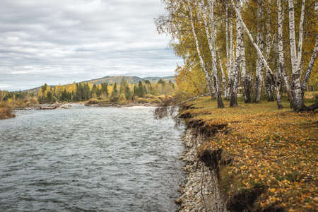 Autumn natural landscape. A fast river with a stony shore, a forest with yellow trees and a cloudy sky.の写真素材