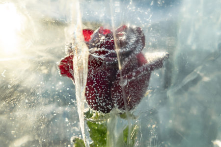 A red blooming rose with petals is frozen into a piece of ice with cracks. A beautiful art object symbolizing frozen beauty.の写真素材