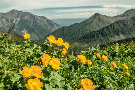 Summer landscape of a green mountain valley with beautiful yellow flowers in the foreground. The beauty of the Alpine, Caucasian mountains.の写真素材