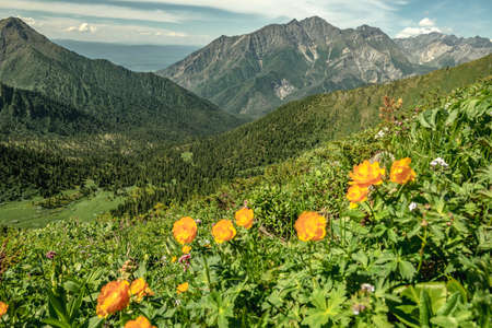 Summer landscape of a green mountain valley with beautiful yellow flowers in the foreground. The beauty of the Alpine, Caucasian mountains.の写真素材
