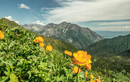 Summer landscape of a green mountain valley with beautiful yellow flowers in the foreground. The beauty of the Alpine, Caucasian mountains.の写真素材