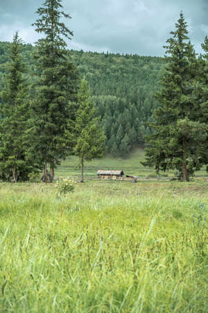An abandoned wooden house in a green clearing among large fir trees in the foreground. Beautiful mountain summer landscapeの写真素材