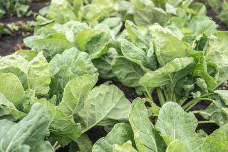 Fresh raw cabbage in the garden close upの写真素材