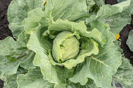 Fresh raw cabbage in the garden close upの写真素材