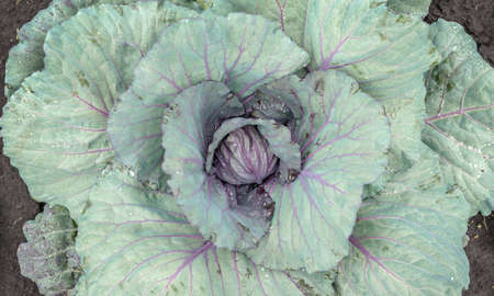 Fresh raw cabbage in the garden close upの写真素材