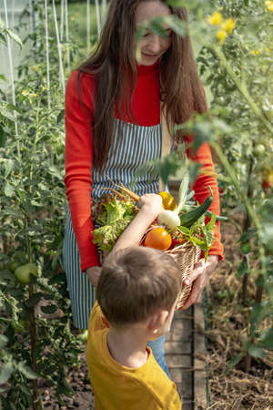 Mom and son harvest ripe tomatoes in a basket in the greenhouse. The concept of healthy organic products grown in your gardenの写真素材