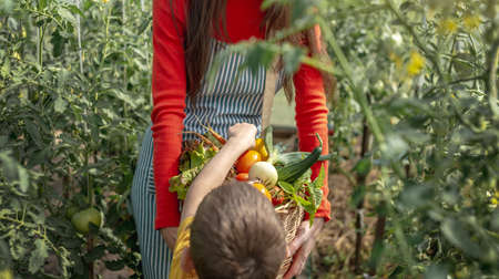 Mom and son harvest ripe tomatoes in a basket in the greenhouse. The concept of healthy organic products grown in your gardenの写真素材