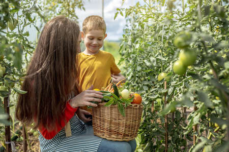 Mom and son harvest ripe tomatoes in a basket in the greenhouse. The concept of healthy organic products grown in your gardenの写真素材
