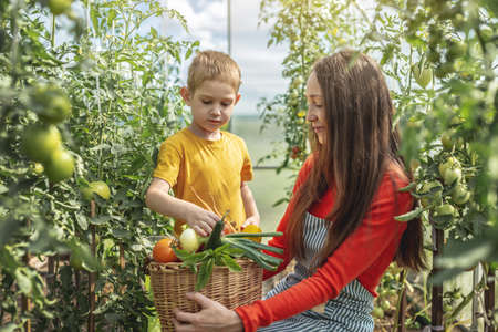 Mom and son harvest ripe tomatoes in a basket in the greenhouse. The concept of healthy organic products grown in your gardenの写真素材