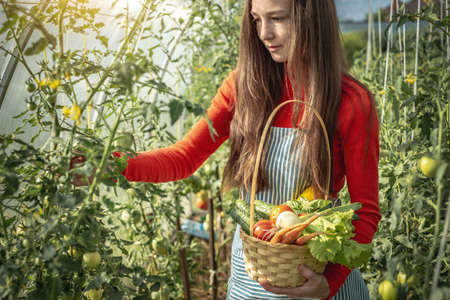 A young woman farmer agronomist collects fresh vegetables tomatoes in a greenhouse. Organic raw products grown on a home farmの写真素材