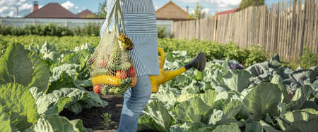 Young woman farmer agronomist collects fresh vegetables in the garden on a sunny day. Organic raw products grown on a home farmの写真素材