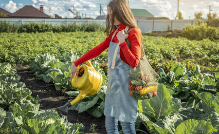 A young female agronomist-farmer irrigates plants from a yellow watering can in her garden. The joy of taking care of your home farmの写真素材