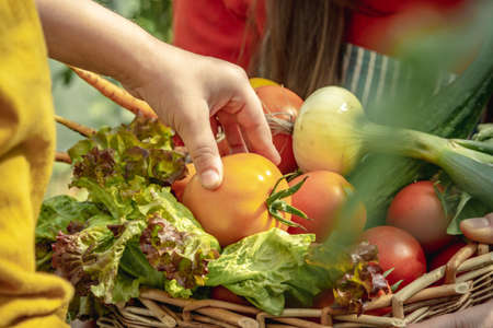 A child's hand puts a torn tomato in a basket with collected vegetables in the garden. The concept of healthy organic products grown in your gardenの写真素材