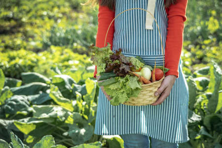 Young woman farmer agronomist collects fresh vegetables in the garden on a sunny day. Organic raw products grown on a home farmの写真素材