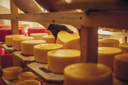 A farmer turns over cheese heads on wooden shelves in the cheese maturation storage. The concept of...