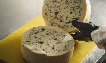 A farmer in black gloves cuts a head of spicy gorgonzola cheese with blue mold with a slicer into...