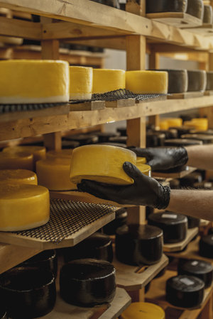 A farmer turns over cheese heads on wooden shelves in the cheese maturation storage. The concept of production of European cheeses and dairy productsの写真素材