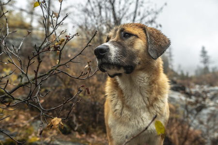 A red dog in a mountain forest. Freedom and active walks for a pet