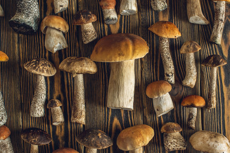 Forest raw fresh mushrooms are laid out on a wooden background. Beautiful rustic background.の写真素材