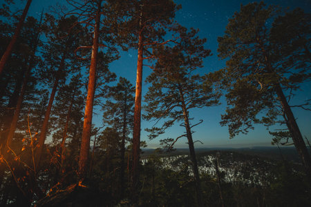 A starry night sky with sunset rays among coniferous trees. The Milky Way in the winter nature of the forest.の写真素材