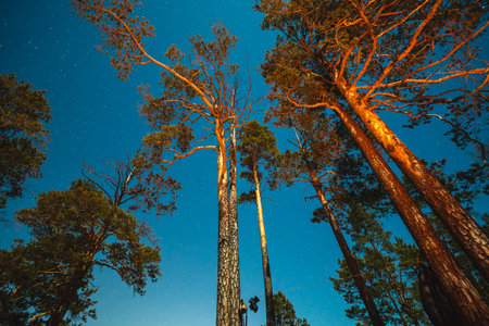 Night starry sky among coniferous trees. Milky Way in the summer nature of the forest.の写真素材